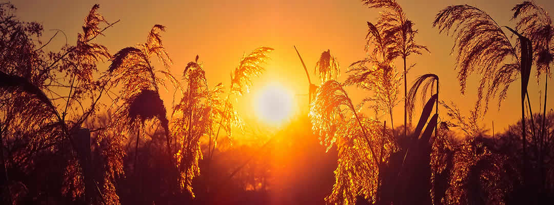 Adviento 2 – B | Los caminos del Señor | IQC 2021