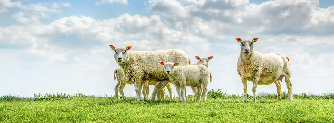 Domingo 24 – C | Fiesta por un pecador