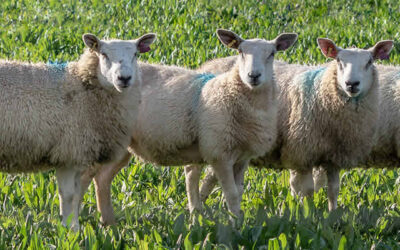 Pascua 4 – A | Pastor y ovejas