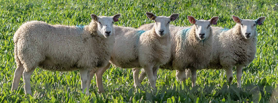 Pascua 4 – A | Pastor y ovejas